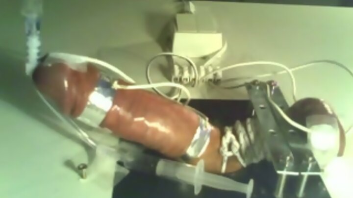 Electro torture board CBT - Syringe cumshot